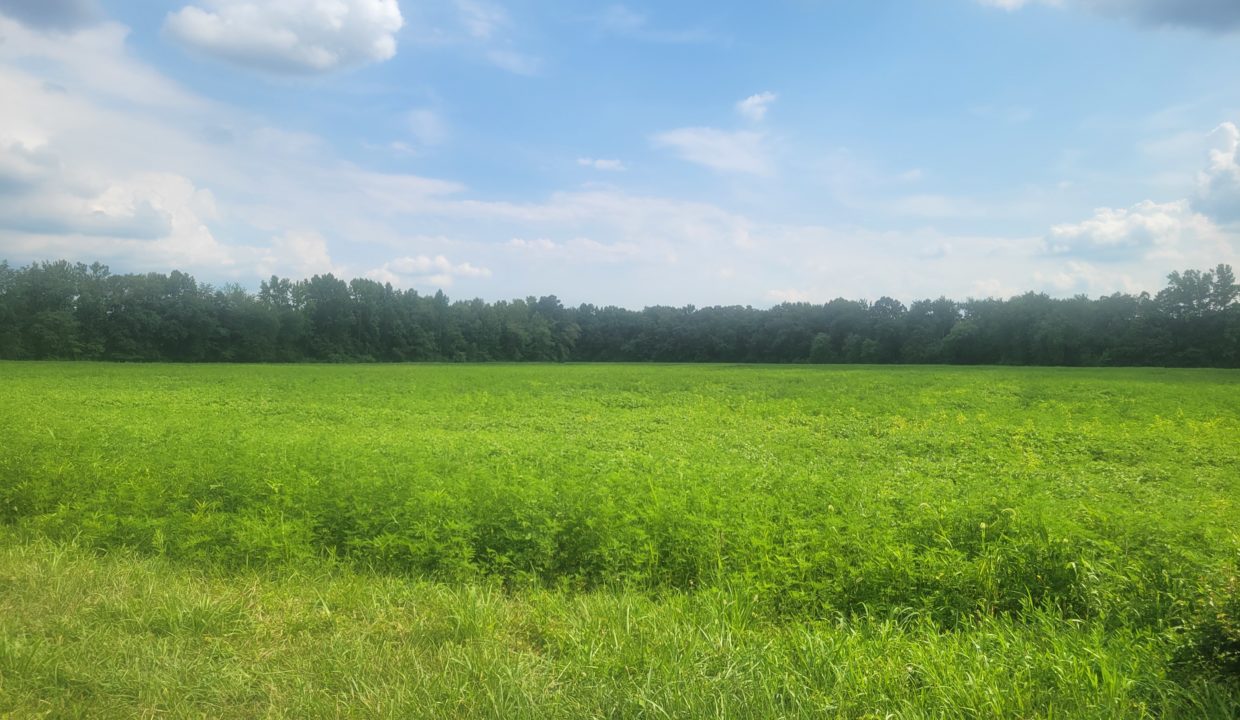 Field